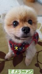 にほんブログ村 犬ブログ ポメラニアンへ