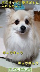 にほんブログ村 犬ブログ ポメラニアンへ