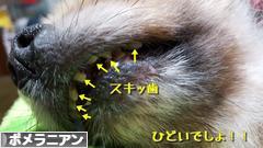 にほんブログ村 犬ブログ ポメラニアンへ