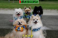 にほんブログ村 犬ブログ ポメラニアンへ