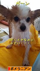 にほんブログ村 犬ブログ ポメラニアンへ