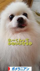 にほんブログ村 犬ブログ ポメラニアンへ