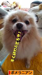 にほんブログ村 犬ブログ ポメラニアンへ