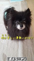 にほんブログ村 犬ブログ ポメラニアンへ
