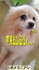 にほんブログ村 犬ブログ ポメラニアンへ
