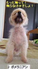 にほんブログ村 犬ブログ ポメラニアンへ