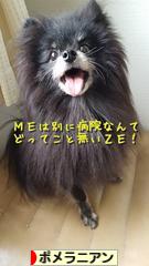 にほんブログ村 犬ブログ ポメラニアンへ