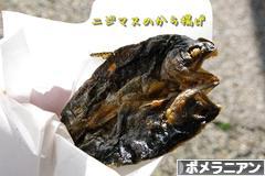 にほんブログ村 犬ブログ ポメラニアンへ