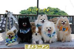 にほんブログ村 犬ブログ ポメラニアンへ