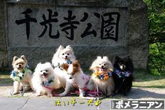 にほんブログ村 犬ブログ ポメラニアンへ
