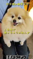 にほんブログ村 犬ブログ ポメラニアンへ