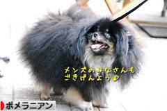 にほんブログ村 犬ブログ ポメラニアンへ