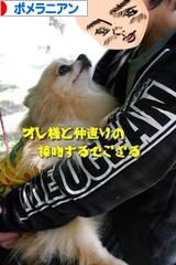 にほんブログ村 犬ブログ ポメラニアンへ