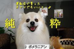 にほんブログ村 犬ブログ ポメラニアンへ