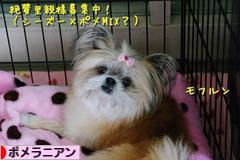 にほんブログ村 犬ブログ ポメラニアンへ