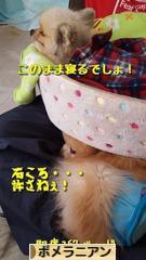 にほんブログ村 犬ブログ ポメラニアンへ
