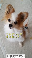 にほんブログ村 犬ブログ ポメラニアンへ