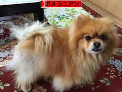 にほんブログ村 犬ブログ ポメラニアンへ