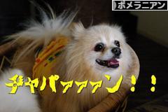 にほんブログ村 犬ブログ ポメラニアンへ