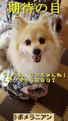 にほんブログ村 犬ブログ ポメラニアンへ