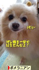 にほんブログ村 犬ブログ ポメラニアンへ