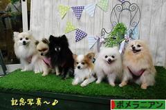 にほんブログ村 犬ブログ ポメラニアンへ