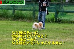 にほんブログ村 犬ブログ ポメラニアンへ
