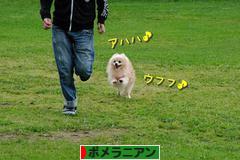 にほんブログ村 犬ブログ ポメラニアンへ
