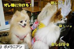 にほんブログ村 犬ブログ ポメラニアンへ