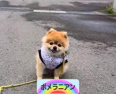 にほんブログ村 犬ブログ ポメラニアンへ