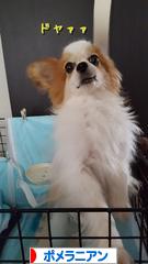 にほんブログ村 犬ブログ ポメラニアンへ