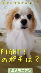 にほんブログ村 犬ブログ ポメラニアンへ