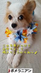 にほんブログ村 犬ブログ ポメラニアンへ