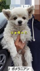 にほんブログ村 犬ブログ ポメラニアンへ