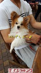 にほんブログ村 犬ブログ ポメラニアンへ