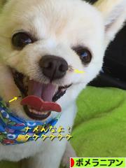 にほんブログ村 犬ブログ ポメラニアンへ