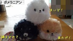 にほんブログ村 犬ブログ ポメラニアンへ