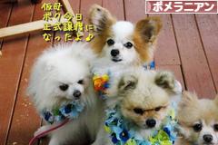 にほんブログ村 犬ブログ ポメラニアンへ