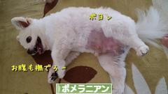 にほんブログ村 犬ブログ ポメラニアンへ