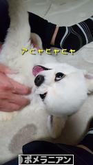 にほんブログ村 犬ブログ ポメラニアンへ