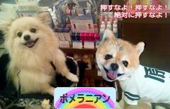 にほんブログ村 犬ブログ ポメラニアンへ