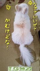 にほんブログ村 犬ブログ ポメラニアンへ