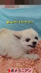 にほんブログ村 犬ブログ ポメラニアンへ