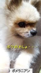 にほんブログ村 犬ブログ ポメラニアンへ