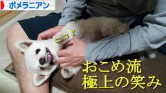 にほんブログ村 犬ブログ ポメラニアンへ