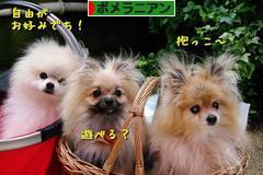 にほんブ
ログ村 犬ブログ ポメラニアンへ