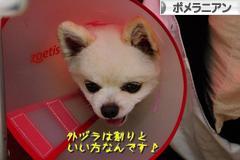 にほんブログ村 犬ブログ ポメラニアンへ