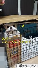 にほんブログ村 犬ブログ ポメラニアンへ