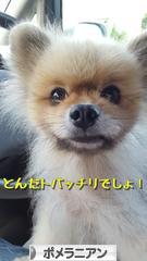 にほんブログ村 犬ブログ ポメラニアンへ