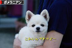 にほんブログ村 犬ブログ ポメラニアンへ